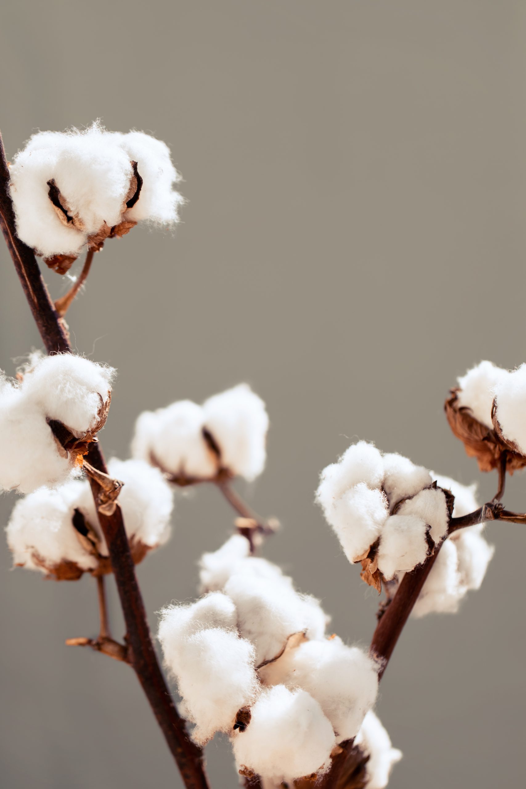 Dried Cotton Plant. A Branch Of Raw Cotton Buds On Light Background.